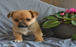 Welsh Corgi Pembroke dogs for sale: Cookie - Image 3