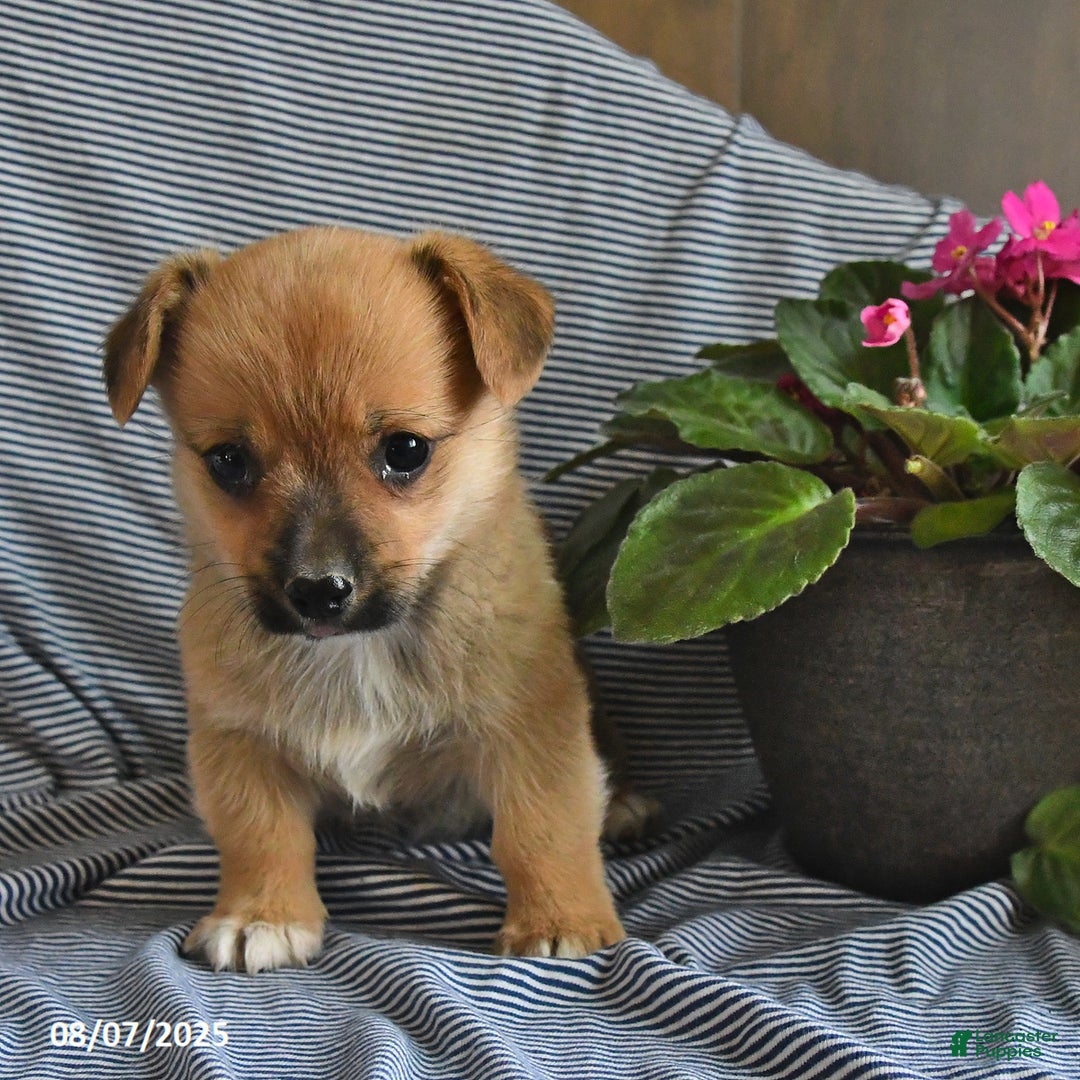 Welsh Corgi Pembroke dogs for sale: Cookie - Image 3