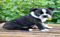 Boston Terrier dogs for sale: Caramel - Image 5