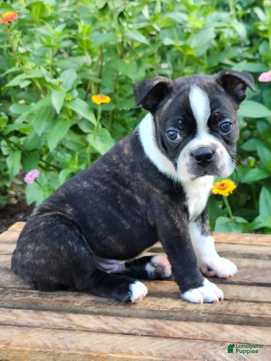 Boston Terrier dogs for sale: Caramel - Image 5