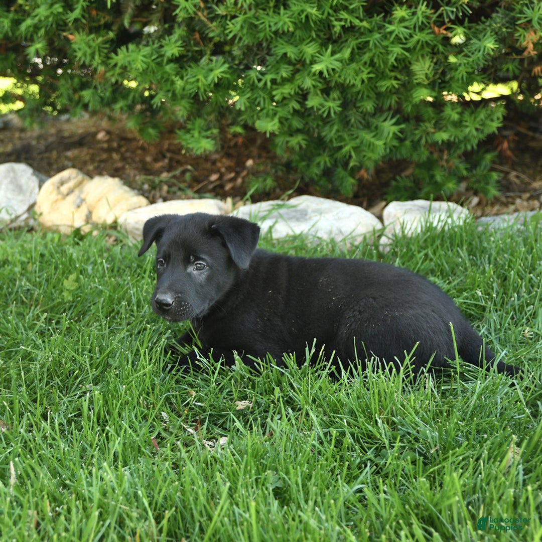 Belgian Malinois dogs for sale: Lincoln - Image 5