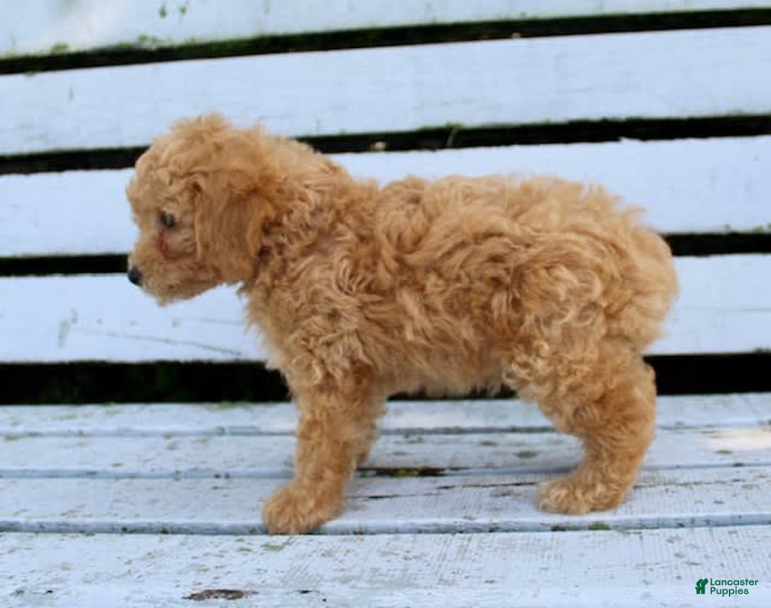 Miniature Poodle dogs for sale: Max - Image 1