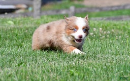Miniature Australian Shepherd dogs for sale: Jasper - Image 6