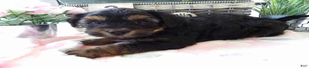 Scottie