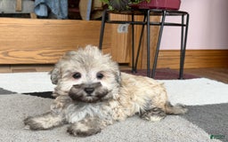 Maltese dogs for sale: Waylon - Image 1