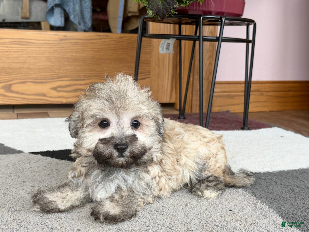 Maltese dogs for sale: Waylon - Image 1