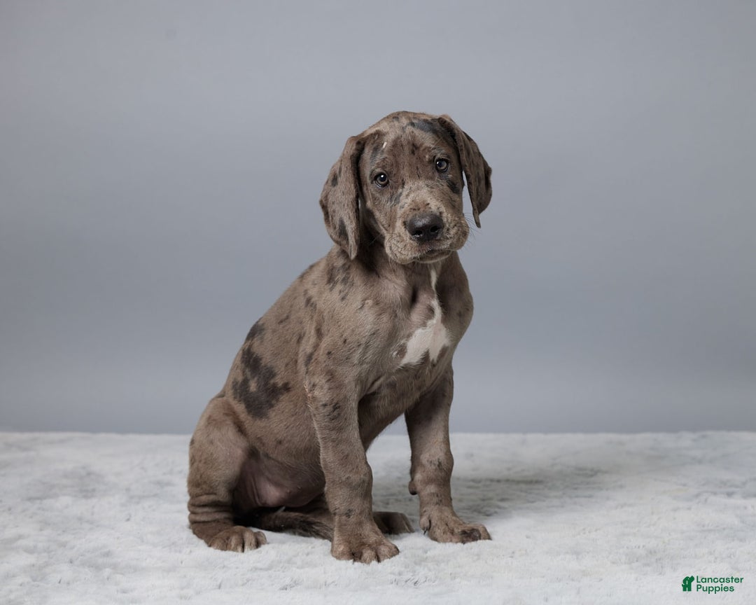 Great Dane dogs for sale: Avery - Image 1