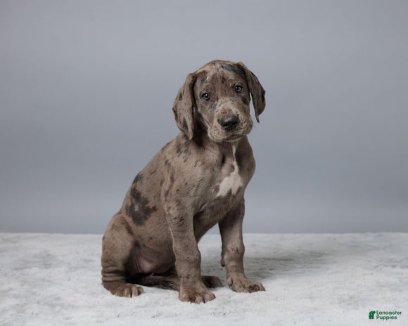 Great Dane dogs for sale - Ad 2