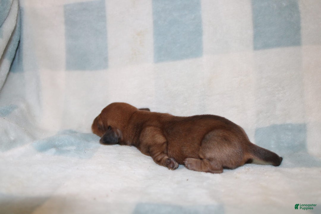 Miniature Dachshund dogs for sale: Miah Mini - Image 1