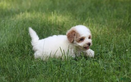 Maltipoo dogs for sale: Oscar - Image 4