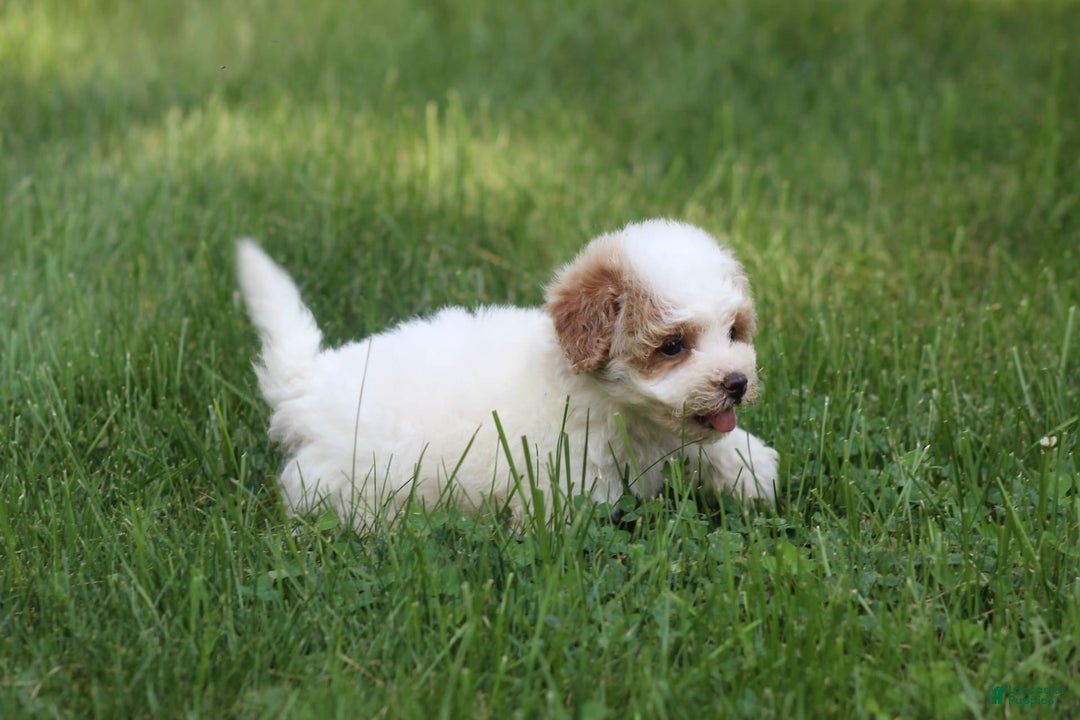 Maltipoo dogs for sale: Oscar - Image 4