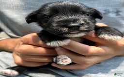 Miniature Schnauzer dogs for sale: Mia - Image 8
