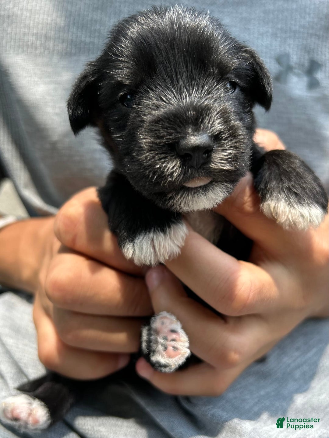 Miniature Schnauzer dogs for sale: Mia - Image 8