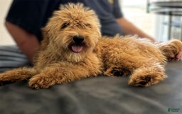 Goldendoodle dogs for sale: Sam - Image 6