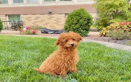 Maltipoo dogs for sale: Gary - Image 11