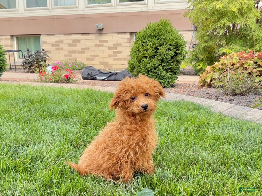 Maltipoo dogs for sale: Gary - Image 11
