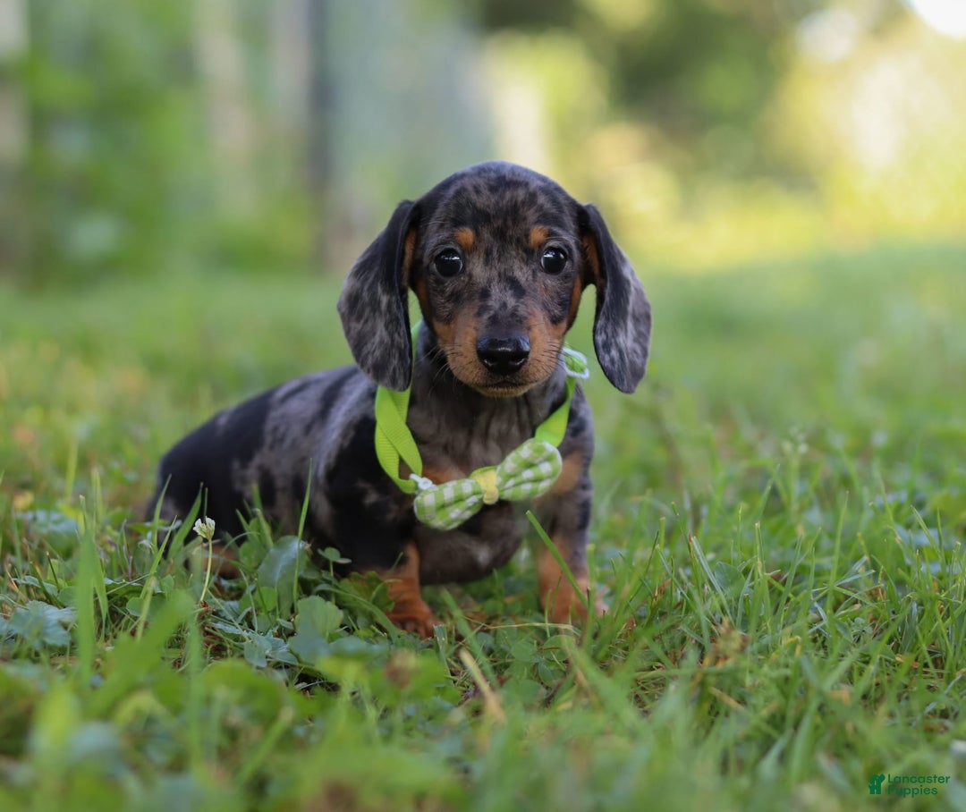Miniature Dachshund dogs for sale: Jackson - Image 3