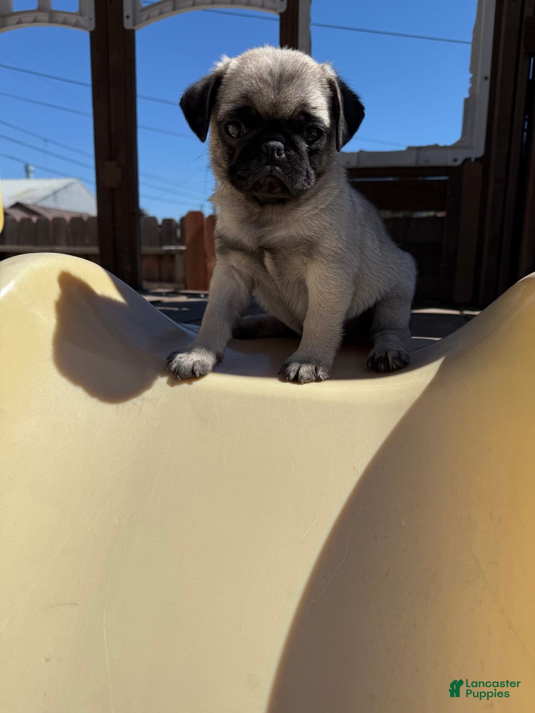 Pug dogs for sale: Pugs - Image 1