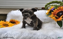 Frenchton dogs for sale: Twinkleberry - Image 15
