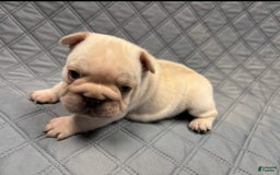 French Bulldog dogs for sale: French Bulldog 2 puppies - Image 2