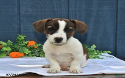 Jack Russell Terrier dogs for sale: Conley - Image 4