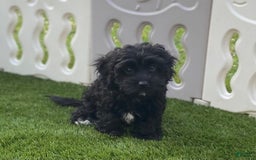 Cavapoo dogs for sale: Patsy - Image 4