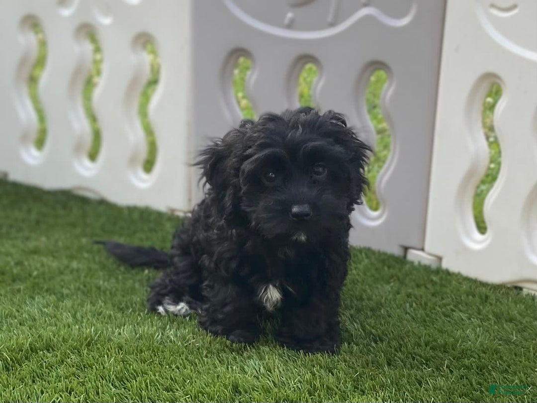 Cavapoo dogs for sale: Patsy - Image 4