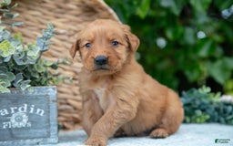 Golden Retriever dogs for sale: Digger - Image 1