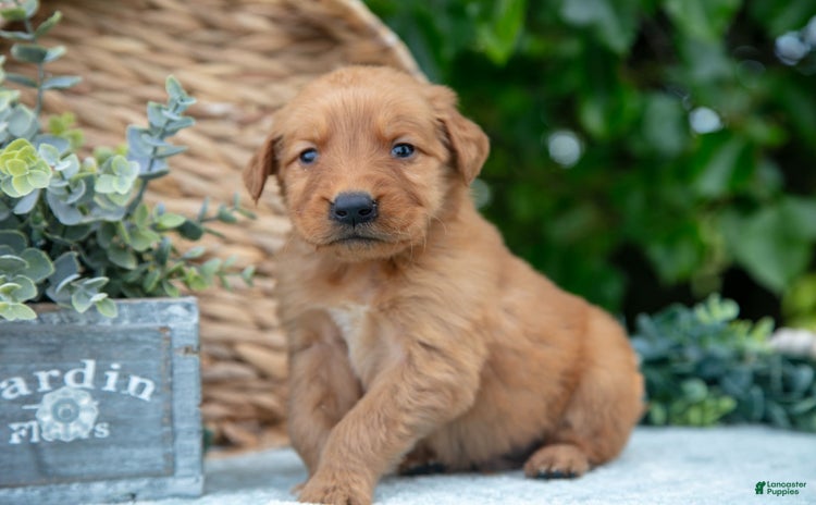 Golden Retriever dogs for sale - Ad 2