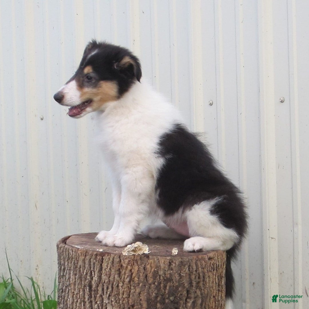 Collie dogs for sale: Annie - Image 3