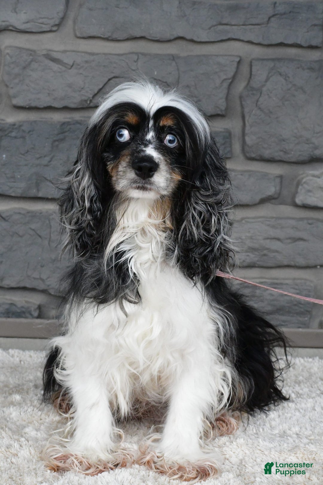 Cockapoo dogs for sale: Wanda - Image 7