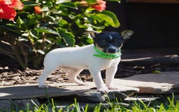 Toy Fox Terrier dogs for sale: Parker - Image 6