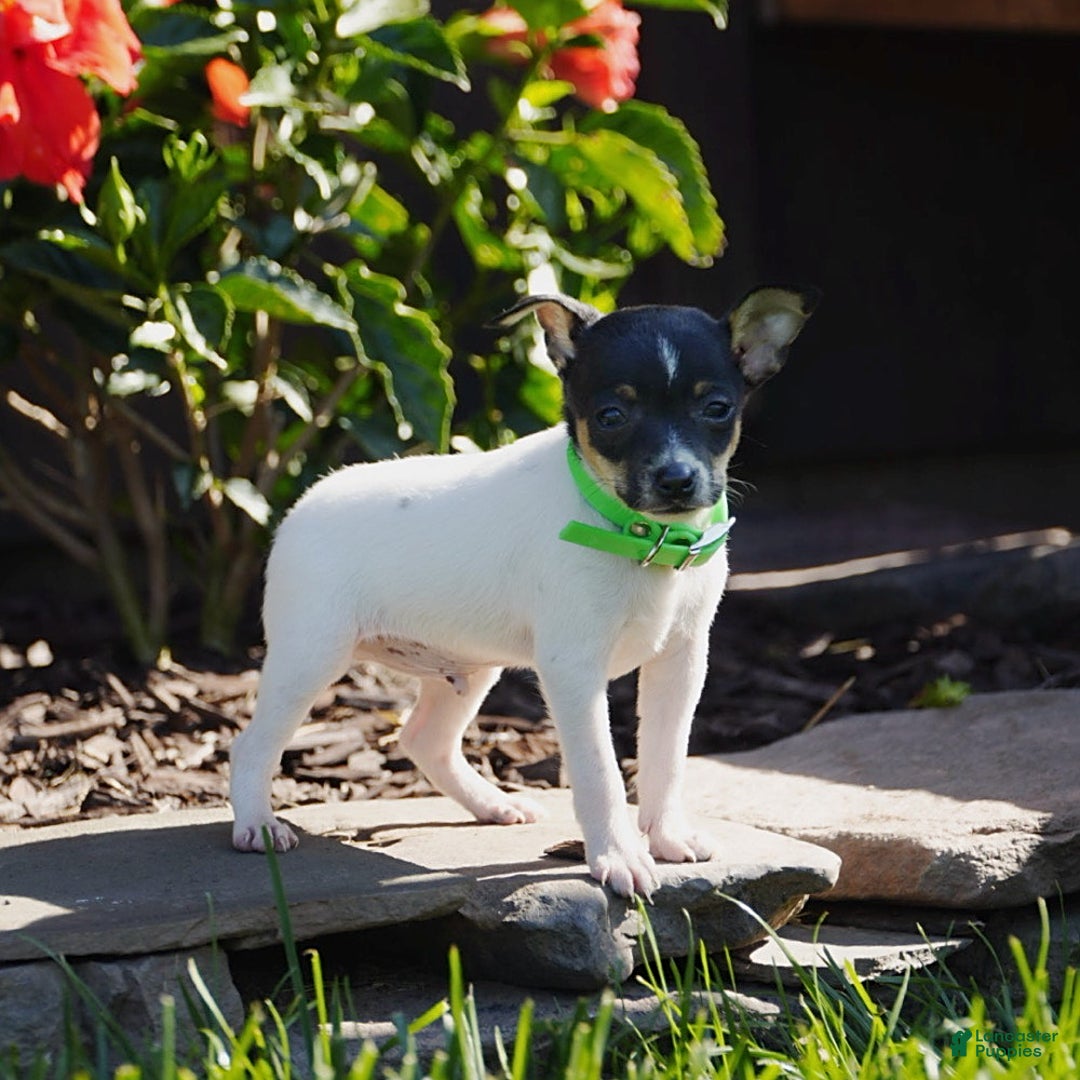 Toy Fox Terrier dogs for sale: Parker - Image 6