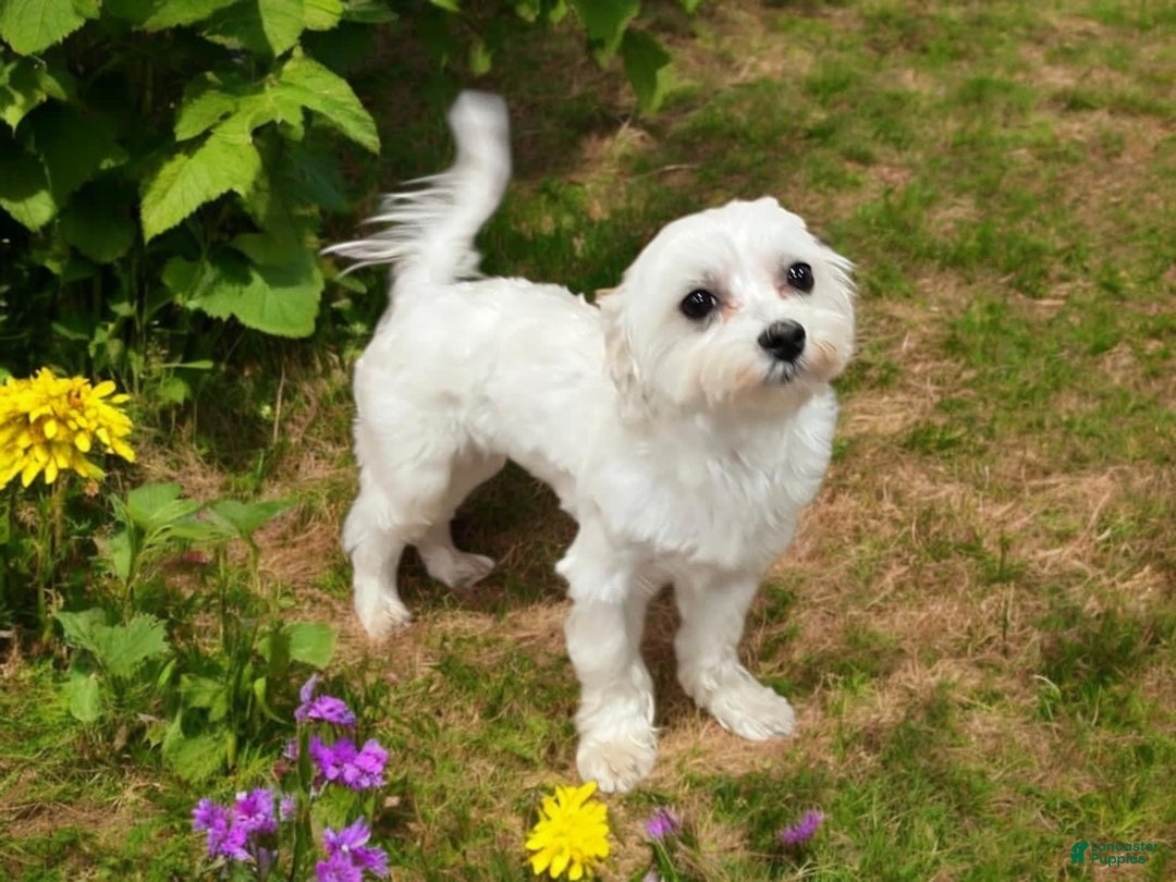 Morkie dogs for sale: Expresso - Image 10