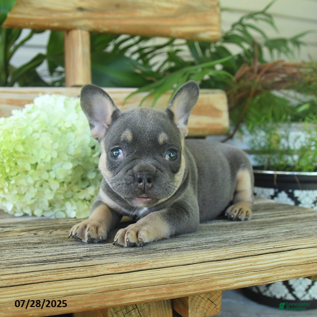 French Bulldog dogs for sale: Tootsie - Image 2