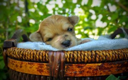 Morkie dogs for sale: Rare Gold Merle Bumblebee - Image 18