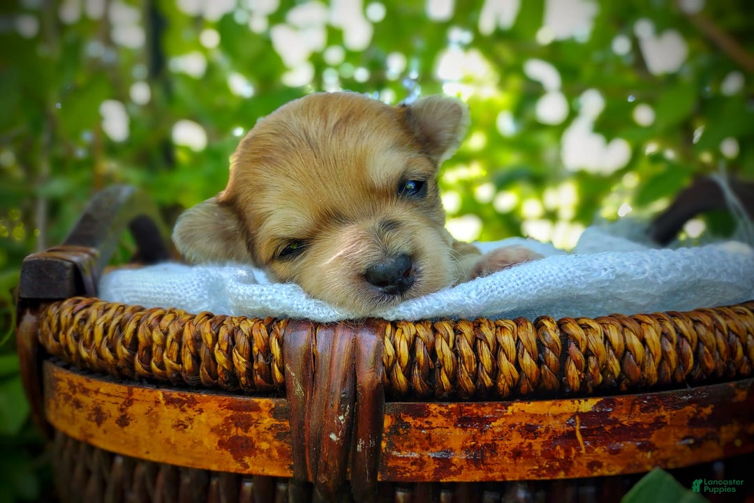 Morkie dogs for sale: Rare Gold Merle Bumblebee - Image 18