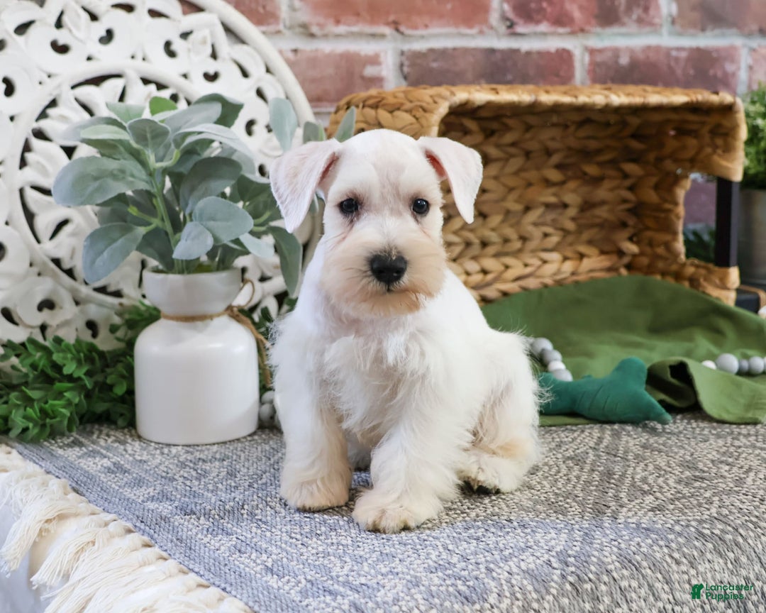 Miniature Schnauzer dogs for sale: Charles - Image 2