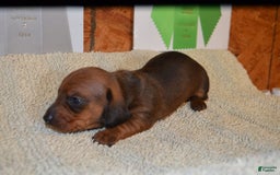Dachshund dogs for sale: Justice - Image 2