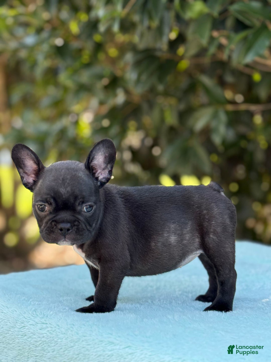 French Bulldog dogs for sale: Nova - Image 4