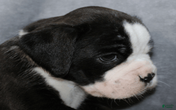 Boxer dogs for sale: Blue Collar Male - Image 4