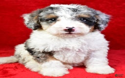 Mini Bernedoodle dogs for sale: Willow - Image 4