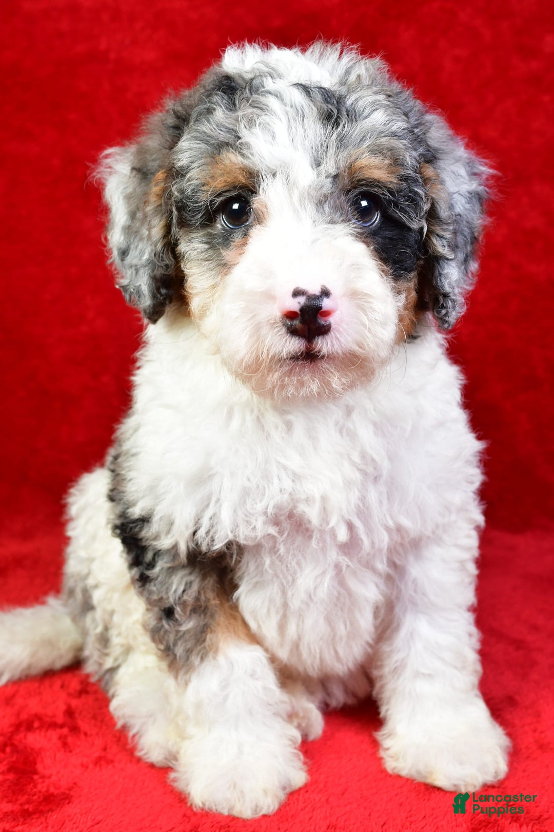 Mini Bernedoodle dogs for sale: Willow - Image 4