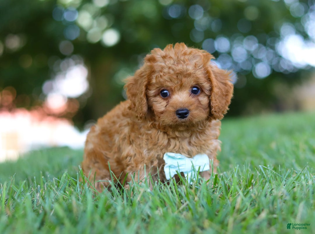 Cavapoo dogs for sale: Cavapoo 5 puppies - Image 10
