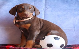 Doberman Pinscher dogs for sale: Dusty - Image 5