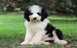 Sheepadoodle dogs for sale: Everett - Image 10