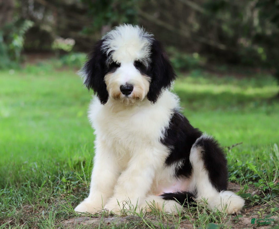 Sheepadoodle dogs for sale: Everett - Image 10