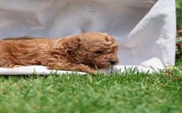 Toy Poodle dogs for sale: Ellie - Image 4