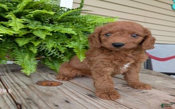 Mini Goldendoodle dogs for sale: Mini -coner - Image 21