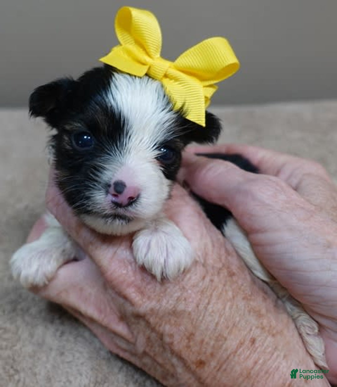 Yorkshire Terrier dogs for sale: Beckham - Image 21
